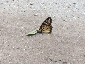 Monarch butterflies migrating through