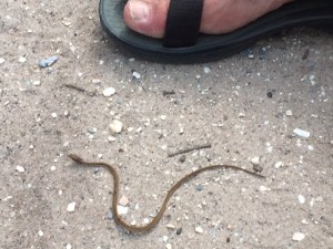 Luckily this is the biggest snake we saw!