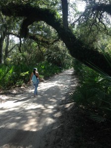 9 mile hike through awe inspiring maritime forest. This is the "Super highway" we strolled on our way back in. Bare feet are best!