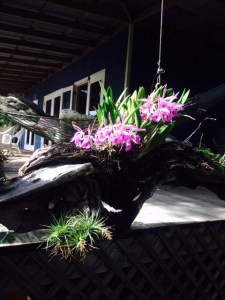 Natural beauty abounds