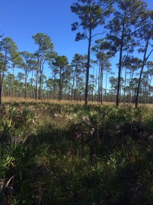 Typical Florida Pine scrub sand hills