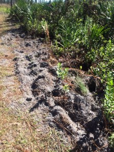 Looks like Florida has as much trouble controlling their Feral Hog population as does South Carolina