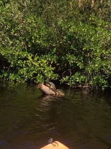 Turtle enjoying the sun