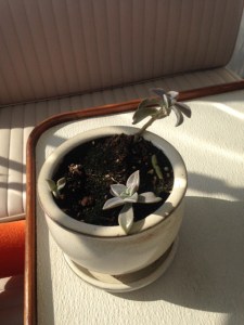 Uncle AJ on the high seas!