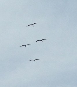 Magnificent Frigate Birds can have wings span up to 7 ' and snatches food off the surface of the ocean or from other birds 