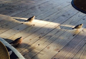 Tiny island doves only about 4" tall