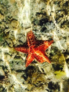 Imagine water so clear this is what you see 3 feet down!