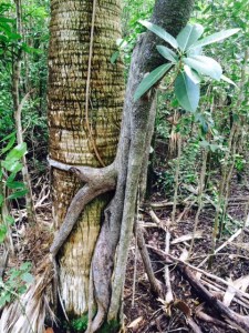 Palm tree getting a bear hug from his neighbor
