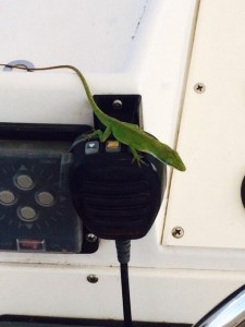 Who are you trying to call Lizardo? What more could you possibly want?