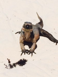 Up close and personal 