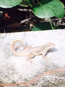 This is a full grown curly tail lizard that we had seen earlier. We see them quite often on the islapnds as they are very prolific. 