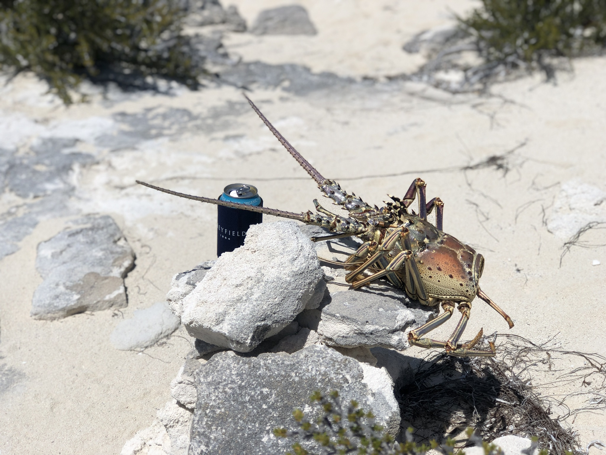 9354EA19-64A0-4923-A918-83E3E60361C1