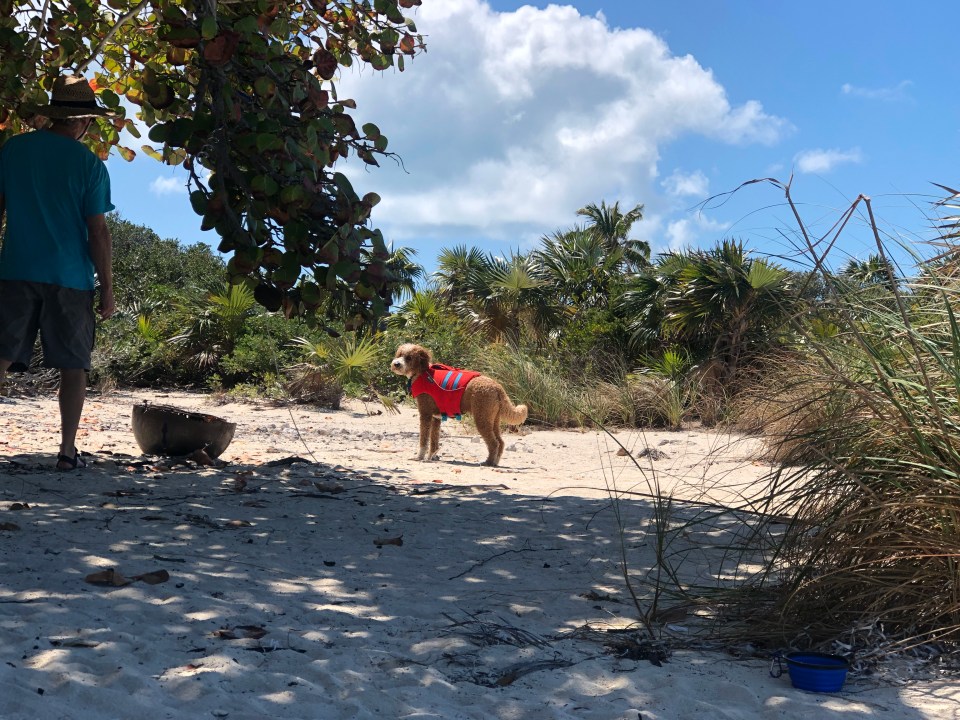 A872C52F-2DB0-43D8-BD2E-94B64DEEB562